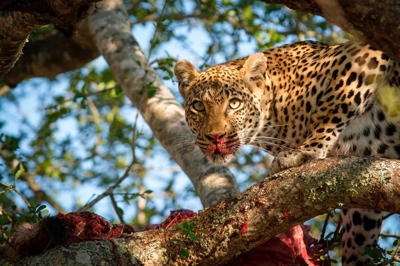 Governor's Collection