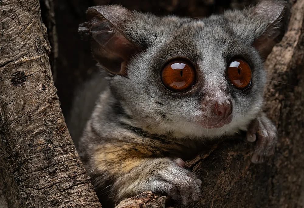 A Grey Slender Loris peering from a tree branch at night